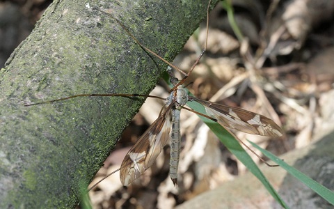 Ejemplar adulto del dÃ­ptero Tipula maxima, confundido frecuentemente con mosquitos.